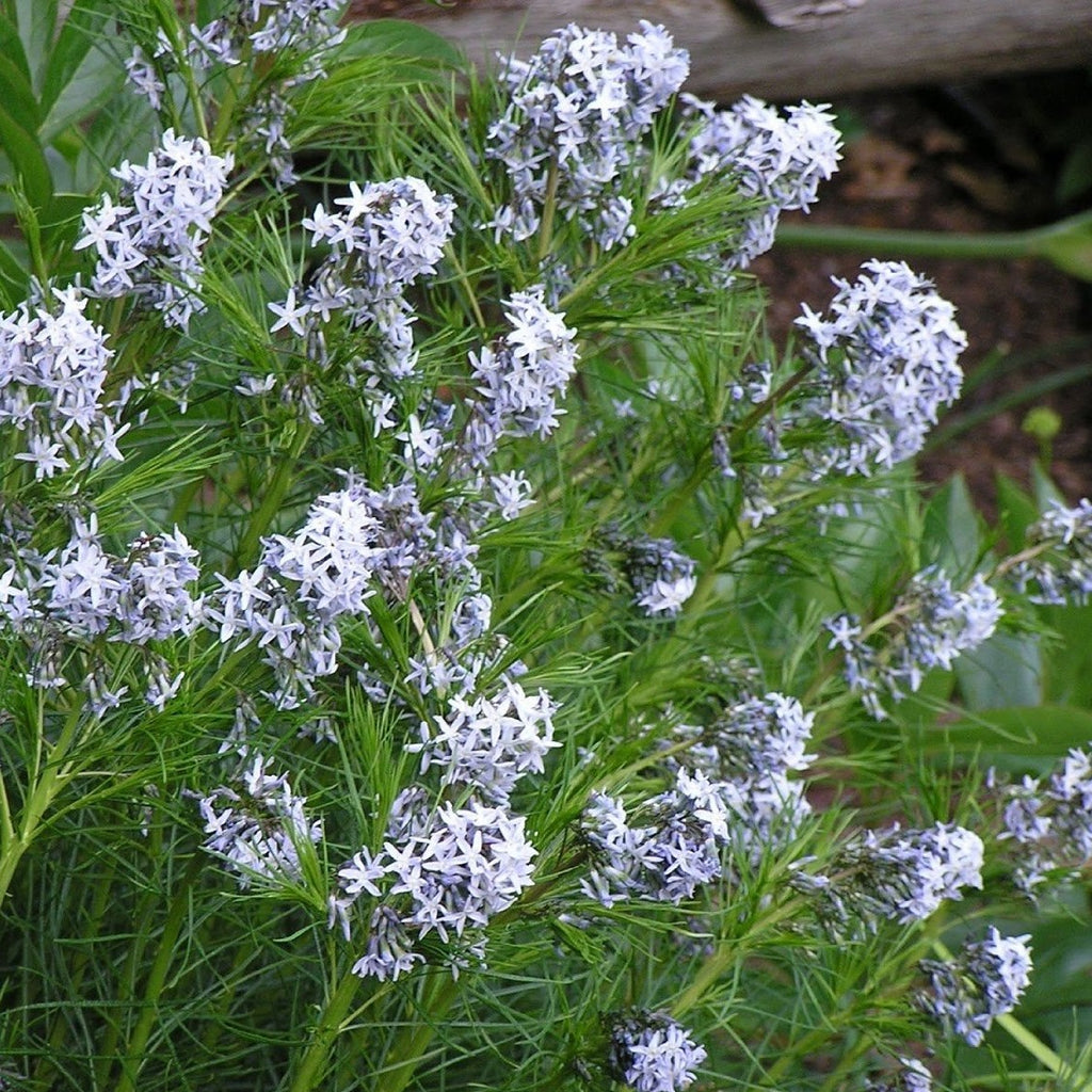 Amsonia Hubrichtii Arkansas Blue Star, Feathery, Soft-Textured, Needle-Like Leaves, Bears Lots of Light Blue Flowers.