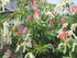 Pieris Japonica