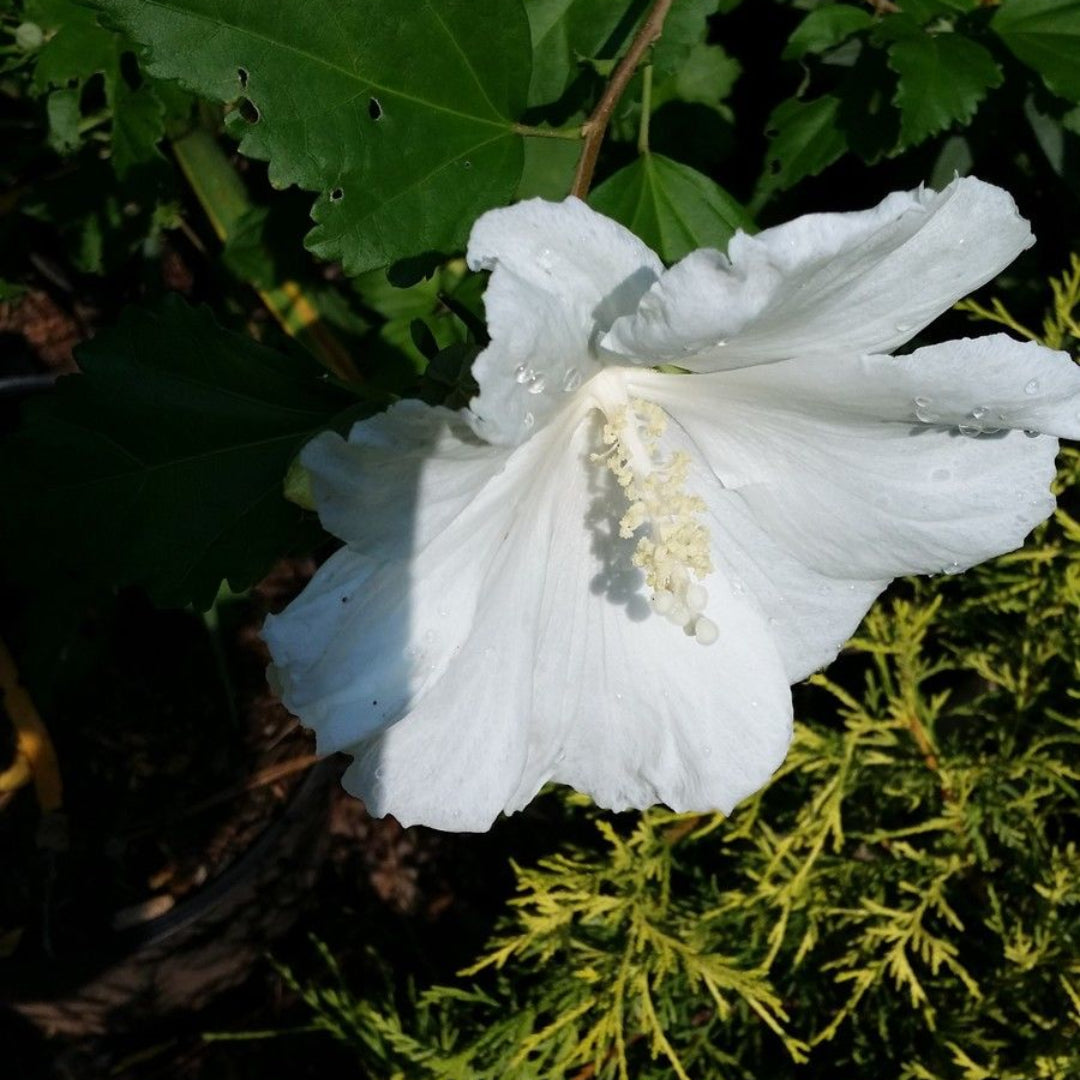 Althea Single White Blooms( Rose of Sharon)
