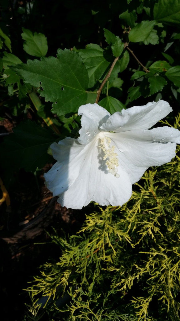 Althea Single White Blooms( Rose of Sharon)