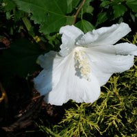Althea Single White Blooms Tree full view in garden