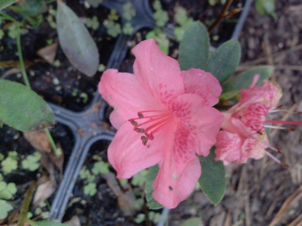 Cameo Japanese Flowering Quince