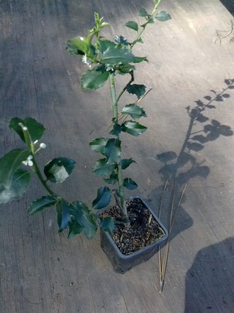 (Liner/Starter) Blue Stallion Holly Multifunctional Evergreen, Male , Medium Sized Plant