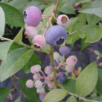Close-up of Blueberry ‘Krewer’ fresh berries on the plant