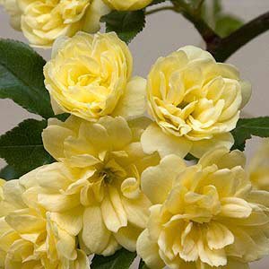 Yellow Lady Banks Rose (Climbing Rose) - Beautiful, Thornless,Small, Double Yellow Blooms Fragrant. Great On Fence Or Trellis