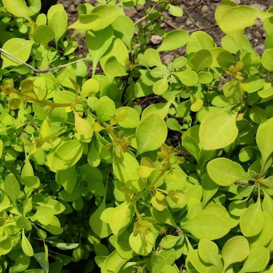 (3 Gallon) Aurea Barberry(Shipped In Pot) Japanese Barberry, Showy Bright Yellow Foliage