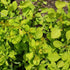 (3 Gallon) Aurea Barberry(Shipped In Pot) Japanese Barberry, Showy Bright Yellow Foliage
