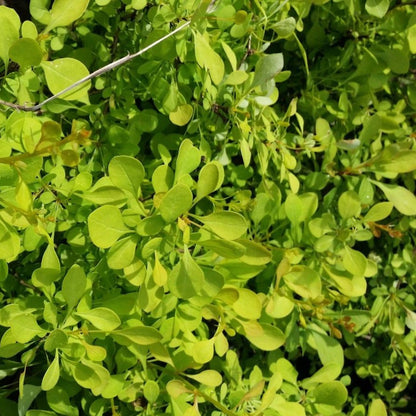 (Liner/Starter) Aurea Barberry Japanese Barberry, Showy Yellow Foliage
