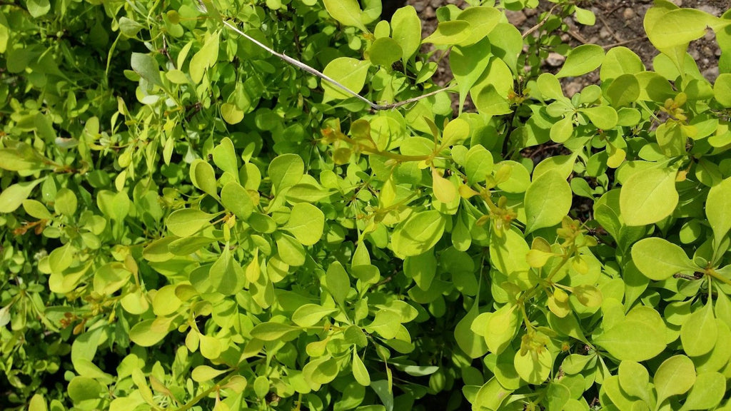 (Liner/Starter) Aurea Barberry Japanese Barberry, Showy Yellow Foliage