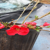 Spitfire Flowering Quince plant in nursery pot ready for planting