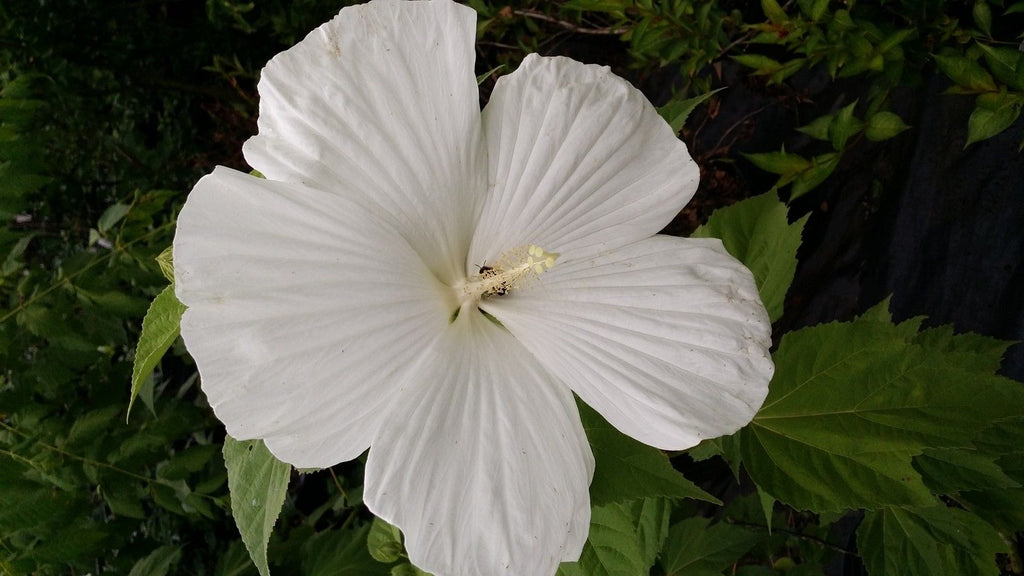 (2 Gallon) Hardy Hibiscus, Big White Flower, Native Plant