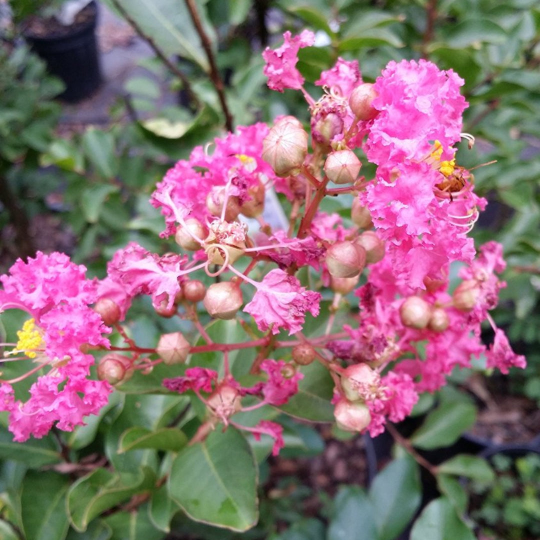 (1 Gallon) Sweetheart Dazzle® Crape Myrtle, Stunning Dwarf, Compact Mounded Shrub, Gorgeous Pink Blooms From Summer To Fall