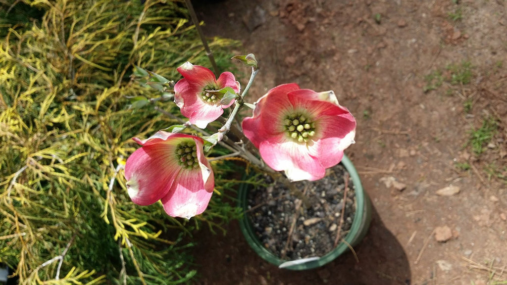 (1 Gallon) Red Dogwood Sunset (Native)Tree