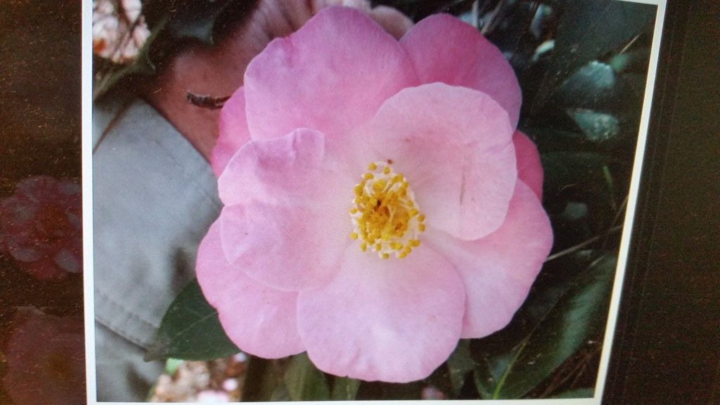 Camellia 'Bernice Boddy-Semi Double Soft Pink Blooms