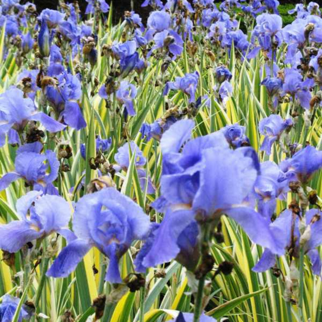 (1 Gallon) Iris Pallida Albo Variegata