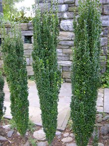 Sky Pencil Holly-Elegant, Pillar Shaped Tall, Narrow, Columnar Shape-Literally Stands Up