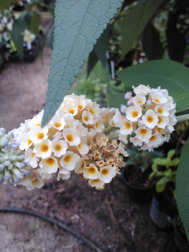 (1 Gallon) Bicolor' Butterfly Bush, Fragrant Butterscotch Yellow and Lavender Colored Flowers