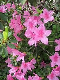 Hybrid Judge Solomon Azalea - Hot Pink Flowers, Evergreen Shrubs