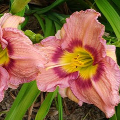(1 Gallon) Bellaboo Daylily, Large Pale Purple Blooms with An Gorgeous Purple Band with Lemon Yellow Throat, Blooms For Long Time with Lots of Blooms.