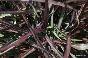 Princess Molly Ppaf Grass (Dwarf Fountain Grass) Unique Tricolor Foliage-Green, Purple and Dark Black.