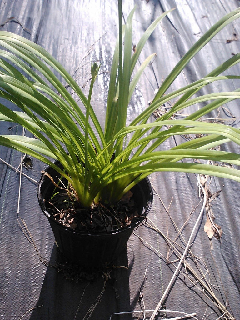 (1 Gallon) Orange Daylilly, Prolific Bloomer, Grow In Most Soils, Controls Soil Erosion