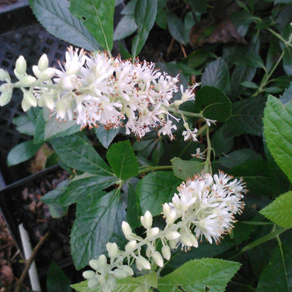 Hummingbird Clethra, Candle Like Fragrant Blooms Good For Rainy