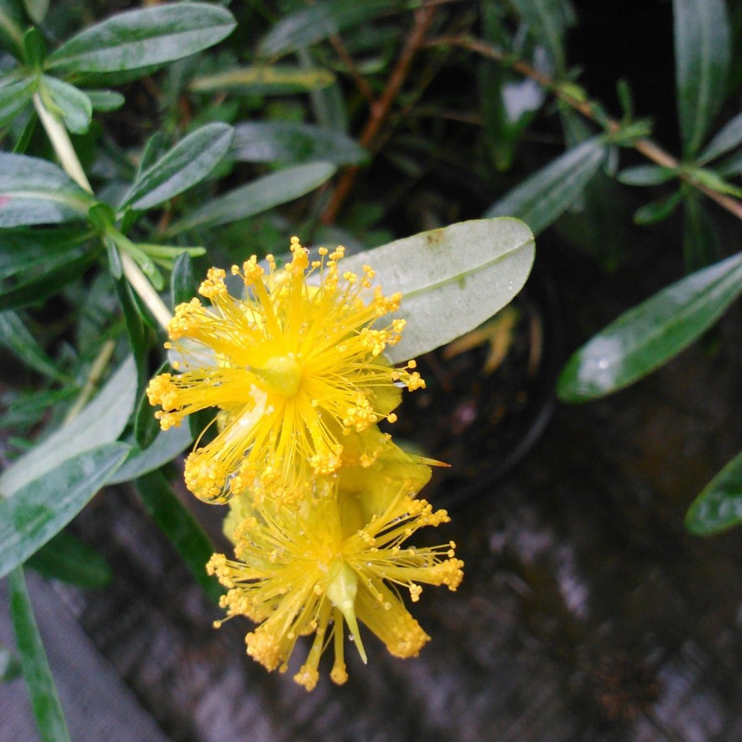 Creels Gold, St Johns Wort, Lots of Yellow Flowers, Native Variety