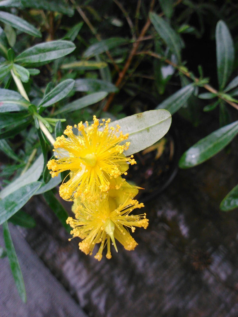 Creels Gold, St Johns Wort, Lots of Yellow Flowers, Native Variety