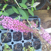 Summer Beauty' Butterfly Bush