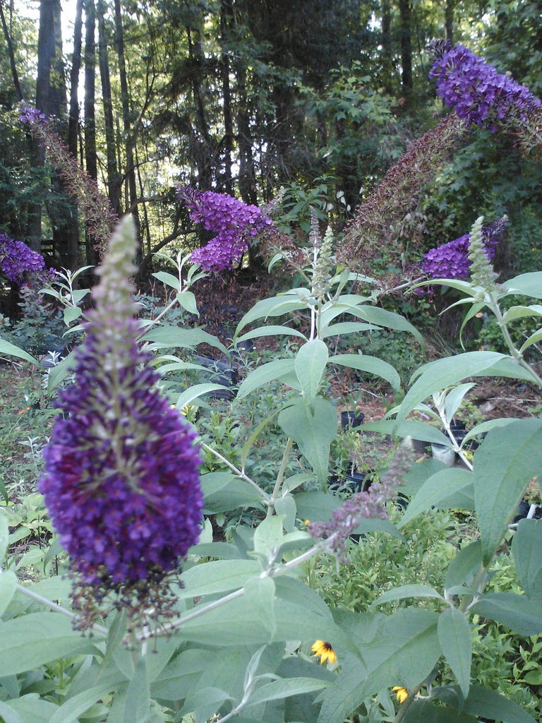 Griffin Blue' Butterfly Bush