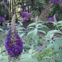 Griffin Blue Butterfly Bush with vibrant true blue flowers in full bloom