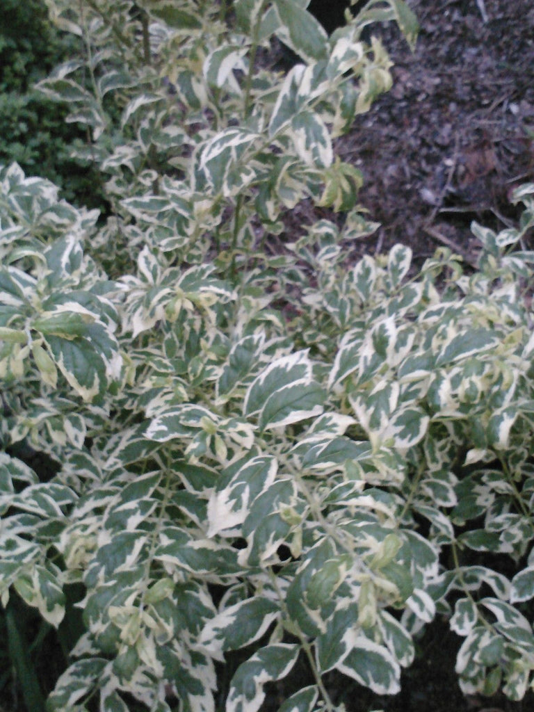 (Liner/Starter) Callicarpa Duet , Very Pretty Foliage-Beautiful Variegated Leaves