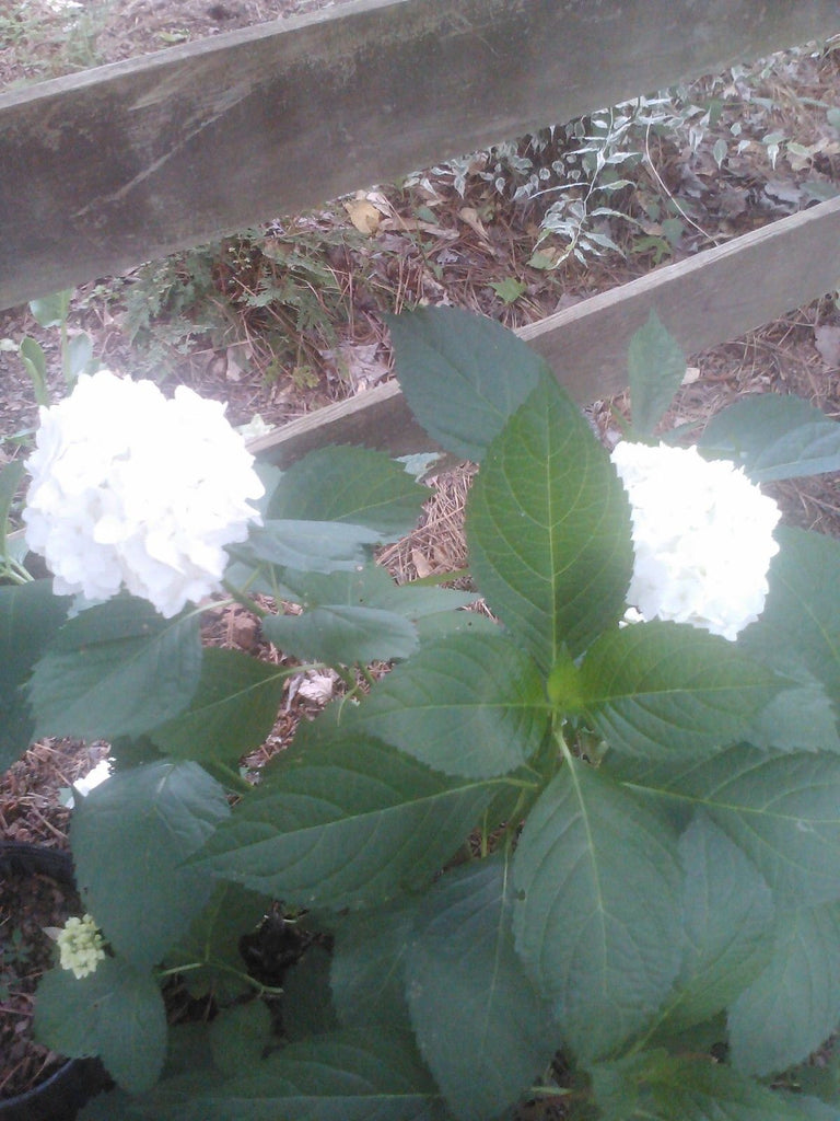 Bounty Mophead Hydrangea- Cold Hardy, Can Take Full Sun, White Flowers