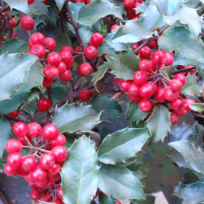 Blue Girl Holly Year Round Interest, Multifunctional Evergreen, Grand Red Berries