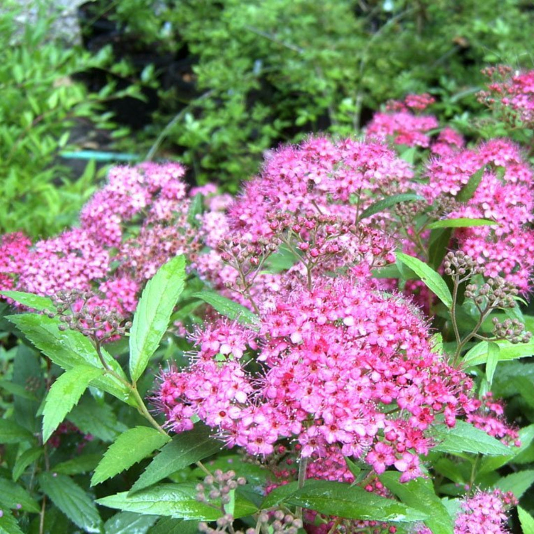 Spirea Magic Carpet , Wonderful Dwarf, Compact, Dense Shrub with Clusters of Gorgeous Hot Pink Blooms, Showy Foliage.