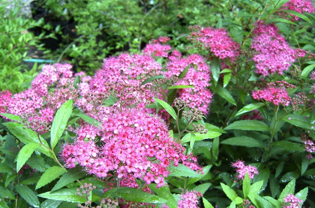 Spirea Magic Carpet , Wonderful Dwarf, Compact, Dense Shrub with Clusters of Gorgeous Hot Pink Blooms, Showy Foliage.