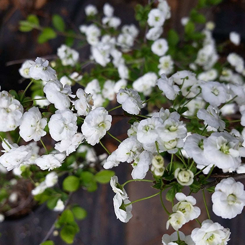 (1 Gallon) Spirea Prunifolia- Early Spring Bloomer, Lots of Small Double Blooms, The Flowers Bloom Profusely On Bare Branches Before The Leave Set In