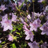 (1 Gallon) Hybrid Mildred Mae Azalea- Lavender Flowers, Compact Evergreen Shrub