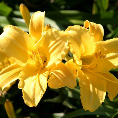 Yellow Daylily Stella Bella
