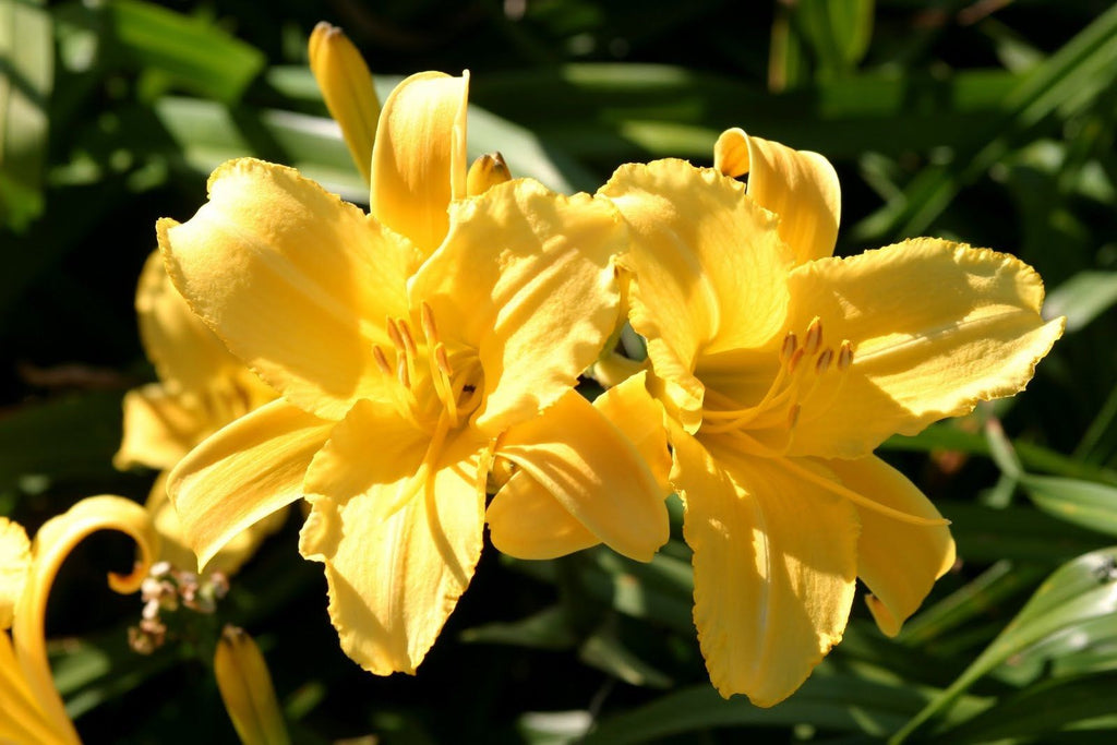 Yellow Daylily Stella Bella