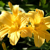 Yellow Daylily Stella Bella
