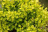 (1 Gallon) Golden Barberry, Super Bright Solid Yellow Foliage, Great For Contrast and Accent Shrub, Mass Plantings.