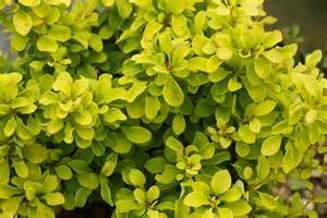 (1 Gallon) Golden Barberry, Super Bright Solid Yellow Foliage, Great For Contrast and Accent Shrub, Mass Plantings.