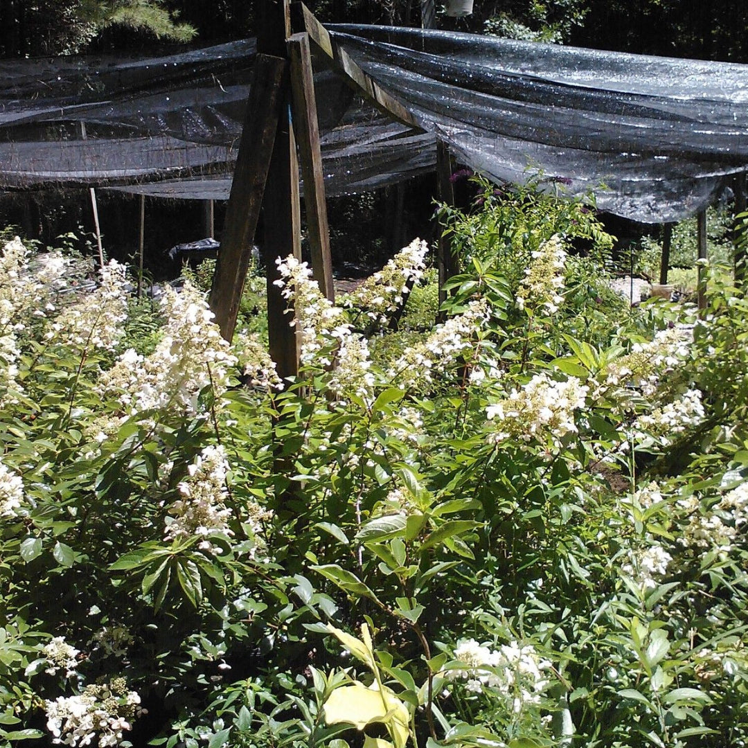 Pink Diamond Hydrangea, White Flowers (July-Sept) Turn Pink, For Cold Zones