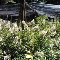 Blooming Pink Diamond Hydrangea Shrub in Summer Gardens