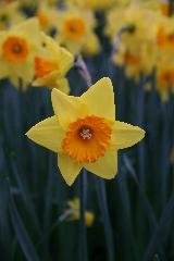 (Pack of 5 BULBS), Daffodil- INDIAN RULER GORGEOUS Large-Cupped Daffodil with Rich Buttery Yellow Flowers with Orange Trumpets. Deer Resistant Gophers/Voles Rabbit Resistant Squirrels