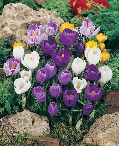 (Pack of 10 BULBS) CROCUS MIXED Crocuses are the first real sign of spring, Feast of color in early spring with these super large flowering crocuses.