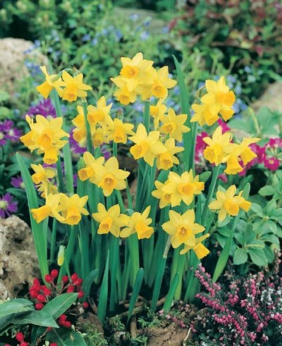 (Pack of 5 BULBS) Daffodil-TETE a TETE RG- Most Popular Miniature Worldwide, FRAGRANT, CHEERFUL Solid Yellow Blooms Welcome Spring with Smile, Great for Cuttings