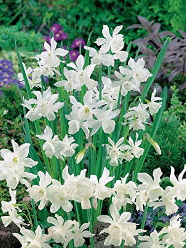 (Pack of 5 BULBS) Daffodil ~ THALIA ELEGANT, VERY FRAGRANT, Small, Bell-Shaped, Pure White Flowers. a GARDEN CLASSIC