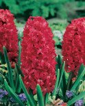 (Pack of 5 BULBS) HYACINTH JAN BOS Brilliant fragrant, vermillion red, fade-resistant blooms, adds vibrant colors to your garden